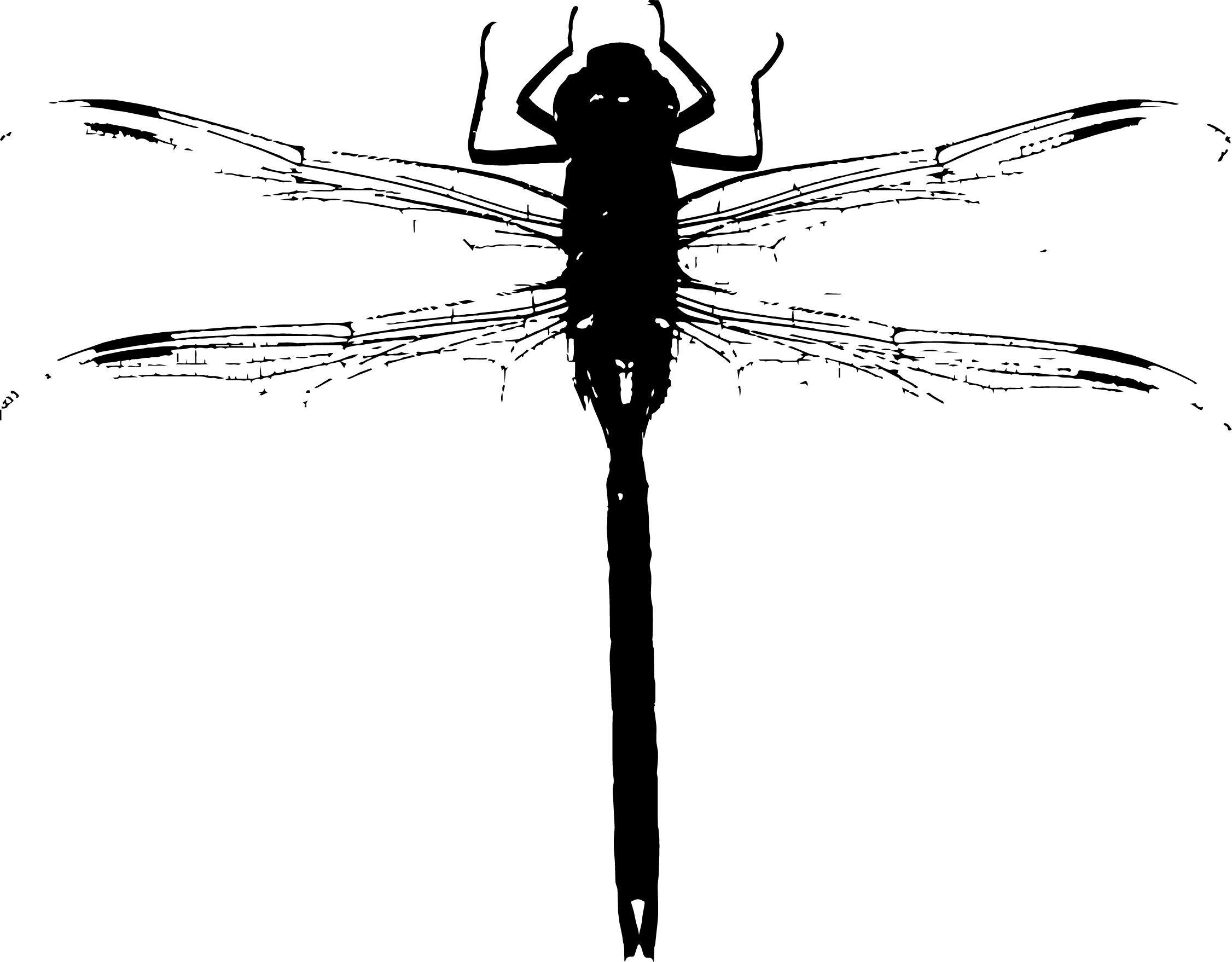 Dragonfly illustration